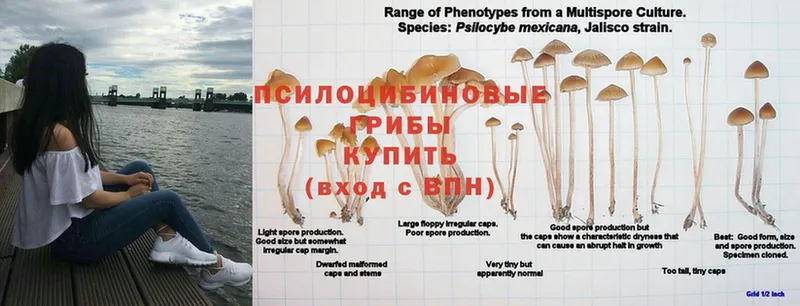 мега ссылка  Миасс  Псилоцибиновые грибы мухоморы  что такое  