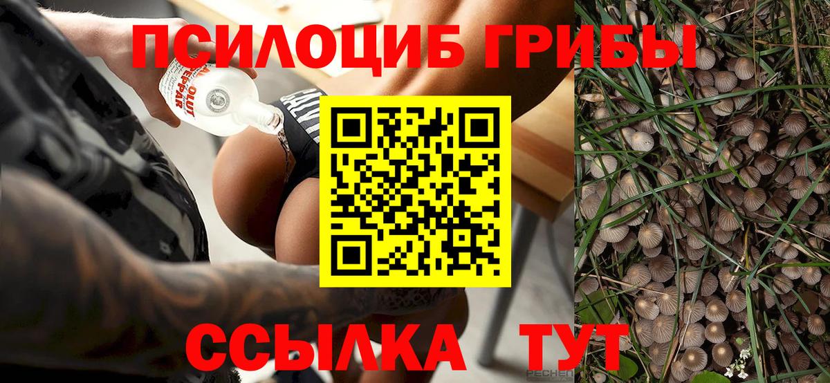 Галлюциногенные грибы Psilocybine cubensis Миасс